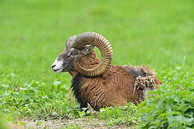 《战神5》成微软Xbox总裁最期待的游戏